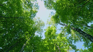 Tops of tall trees in wild forest. Trunks of tall trees rising to the sky. View of the forest from the bottom up
