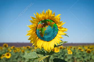 Sunflower with planet earth.