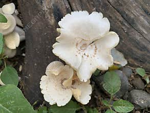 Wild mushrooms grow on fallen trees