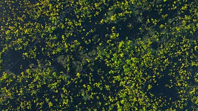 Lake water flower aerial sunset morning leaves spring nature