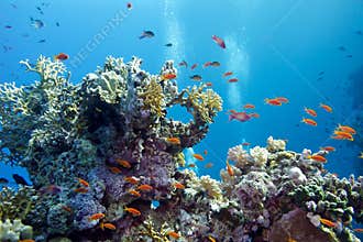 Coral reef with hard corals and exotic fishes anthias at the bottom of tropical sea on blue water background