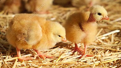 two curious fluffy baby day old chick poultry explore farmhouse straw bedding healthy meat production
