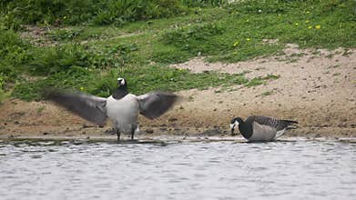 Beautiful black and white goose hunt fish in lakes, rivers, and canals.