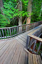Trail of the Cedars in Montana