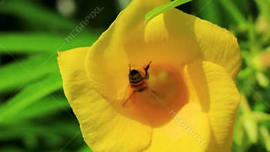 Honey bees climb fly into yellow Oleander flower in Mexico