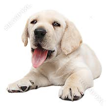 Panting puppy dog