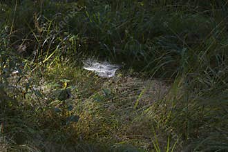 Dew on grass and cobwebs on an early morning in the woods