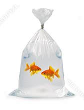 Two Goldfish in a bag
