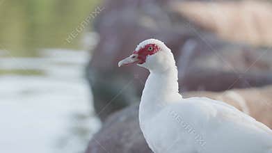 White duck with a red face stands gracefully by the water, adding natural beauty to the serene environment