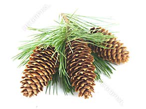 Pine Tree Branch And Cones