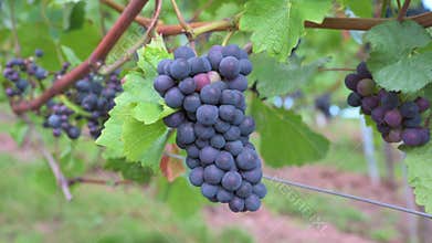 Blue grapes, Pinot Noir wine growing on vine, vineyard in Trier, Moselle Valley, Germany, landscape and agriculture, rhineland