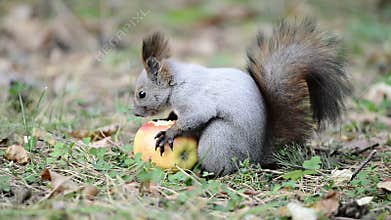 Squirrel eating an apple