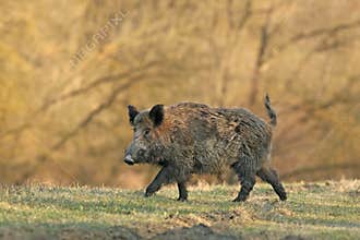 Wild boar