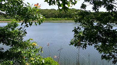 Pocasset river through trees Cape Cod