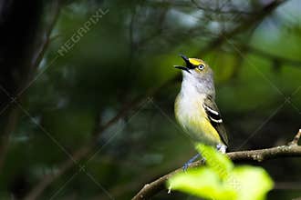A White-Eyed Vireo Singing In The Bushes