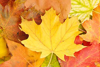 Fall Leaves