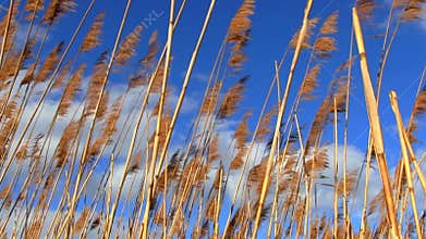 Marsh grass in the wind