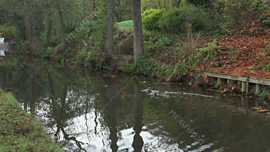 Ducks swimming along the Caldon canal waterway near, Denford during autumn