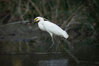 A little egret about to eat a small fish it has just caught.