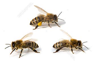 Three bees in front of white background