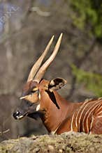 A Bovidae in closeup