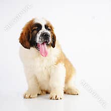 Saint Bernard puppy isolated on white