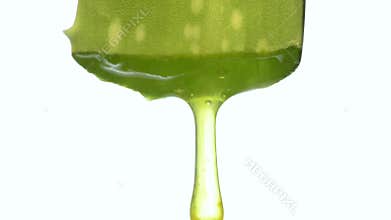 Aloe vera flower and leaf with dripping juice