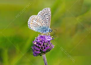 Common Blue Butterfly - Polyommatus icarus feeding.