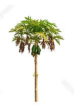 Papaya tree (Carica papaya)