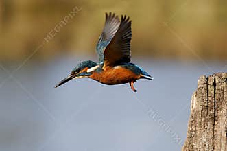 Kingfisher, Alcedo atthis