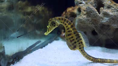 Close up sea horse swimming in an underwater zoo Aquarium.