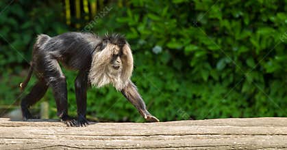 Lion-tailed macaque walking