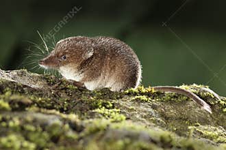 Common shrew, Sorex araneus