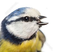Close-up of a tweeting Blue Tit, Cyanistes caeruleus