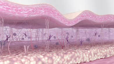 Collagen fibers regeneration in the skin tissues