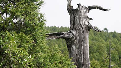 Dead wood in the forest