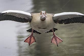 Goose landing on a pond