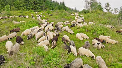 Sheep mountain flock animal nature green forest sun crowd