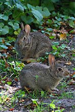 TWO Young Eastern Cottontails Sitting Close Together in Garden - Sylvilagus floridanus