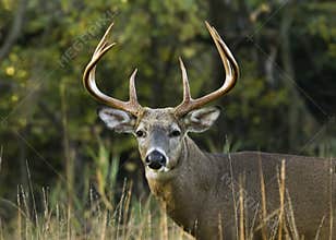 Buck Whitetail Deer
