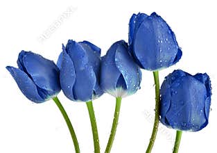 Dewy blue tulips