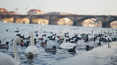 Swans and ducks on Vltava River with Prague bridges in background