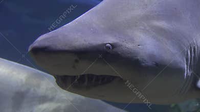 Sharks, Sea Creatures, Fish, Animals