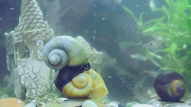 Apple snails in aquarium