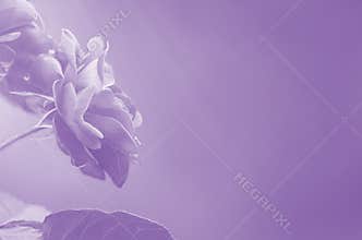 Purple roses on blurred background abstract