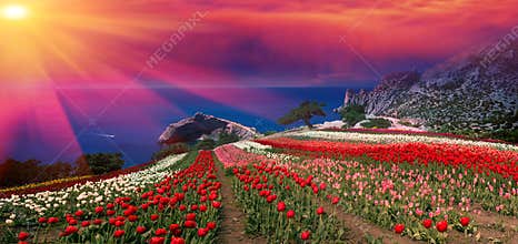 Sunrises and sunsets with tulips in the Crimea
