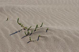 Vegetation and ripples in the sand, on the beach