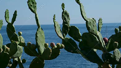 Tropical mexican cacti cactus with pink red flower flowers blossom blossoms jungle plants trees and natural forest