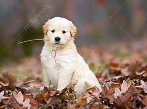 Golden Retriever Pup.