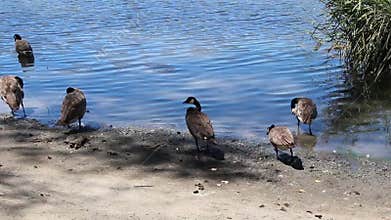 Canada Geese Standing And Preening At Edge Of Lake